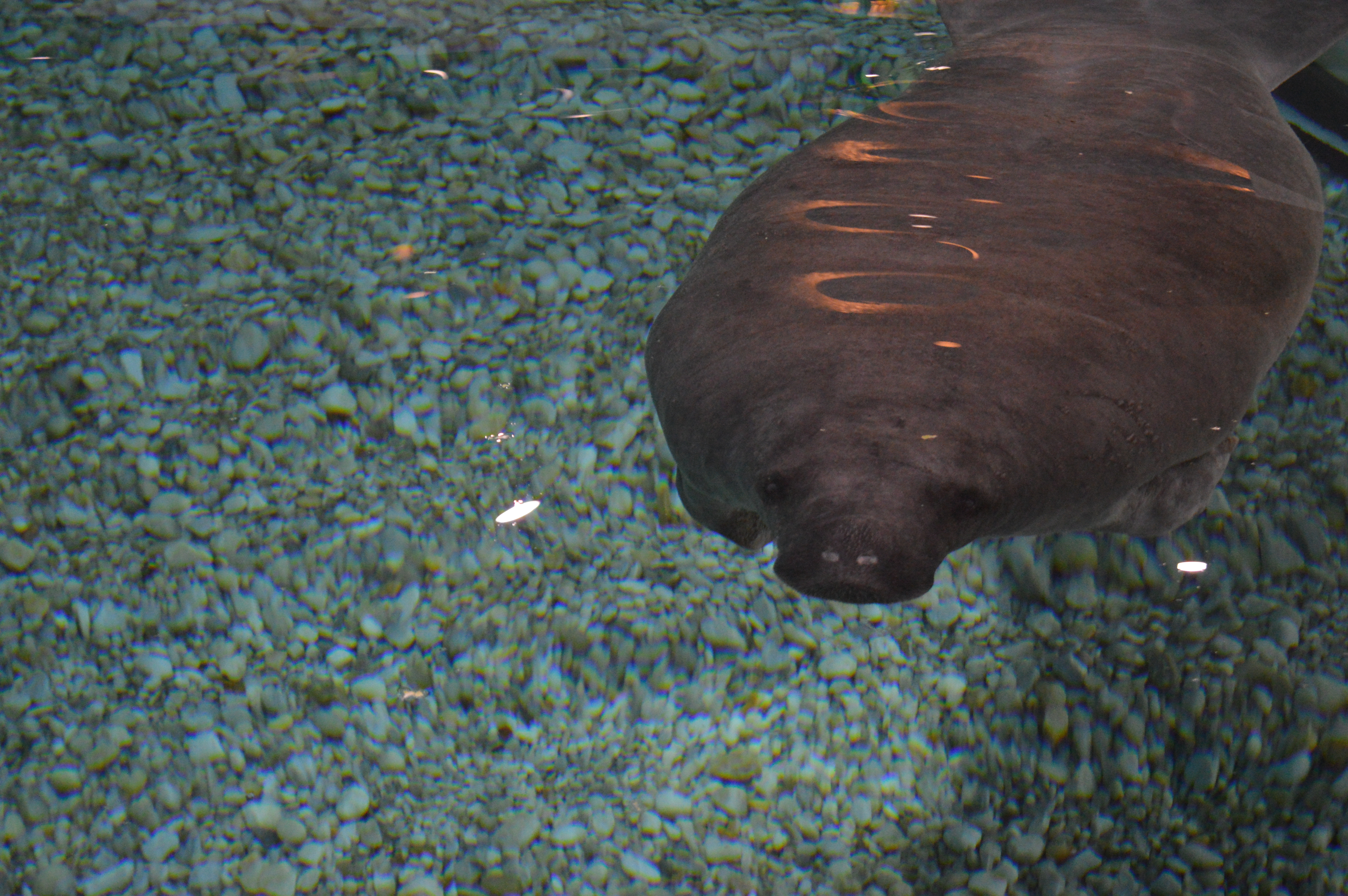 Snooty, the world’s oldest manatee, dead, and not from old age