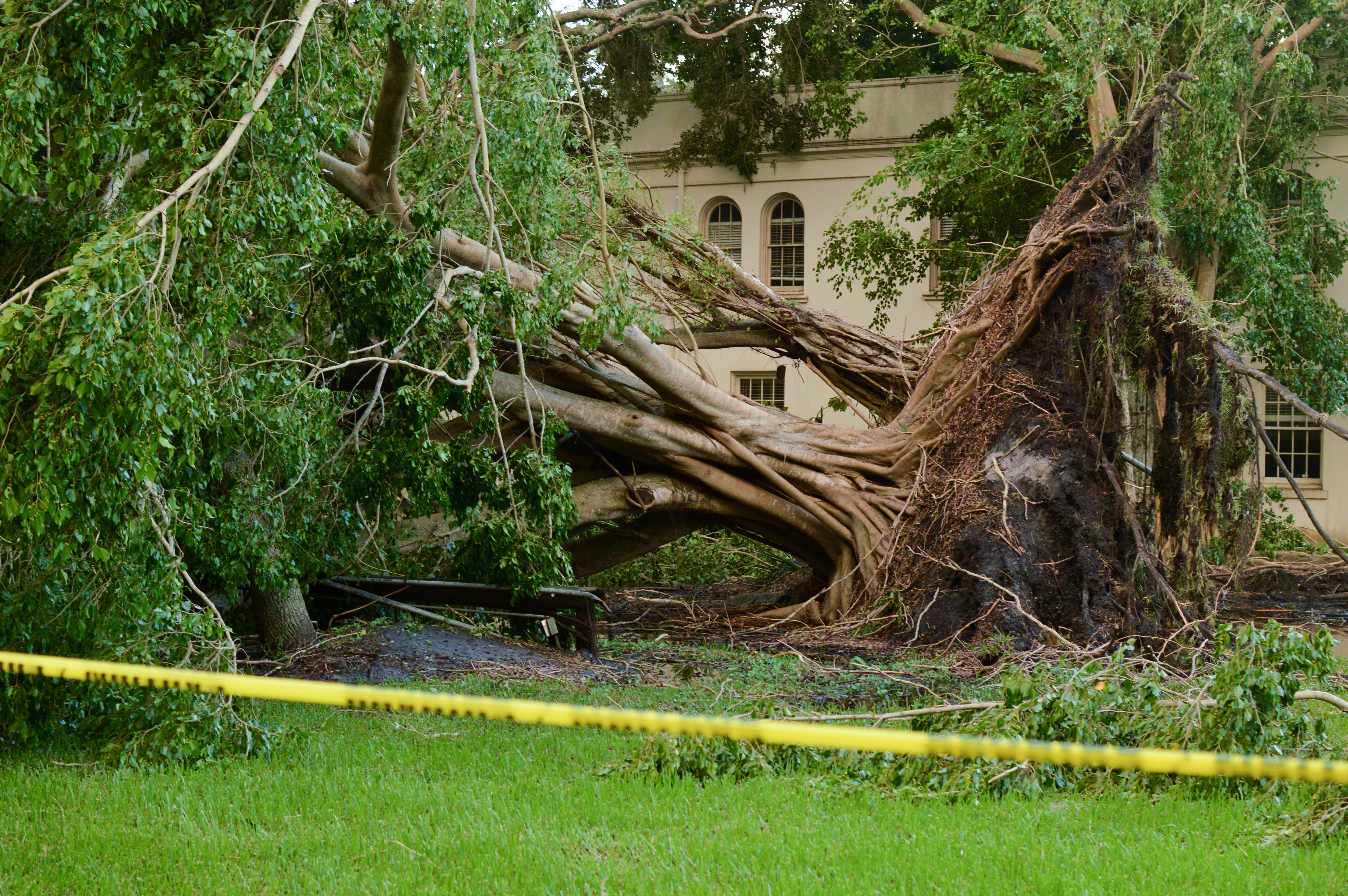 Missing in action: understanding tree removal on campus