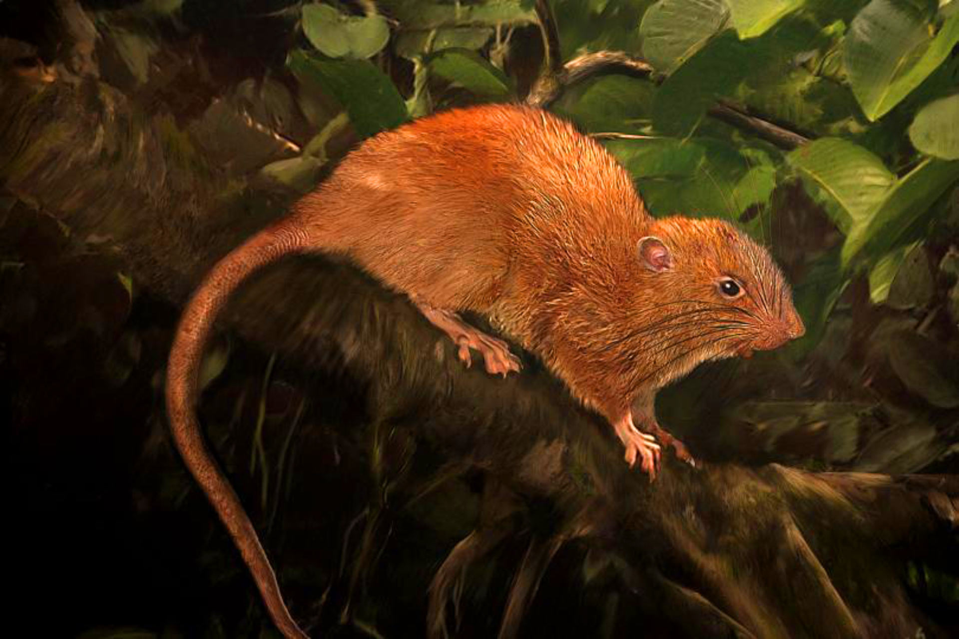Giant tree rat species, Uromys vika, found at last