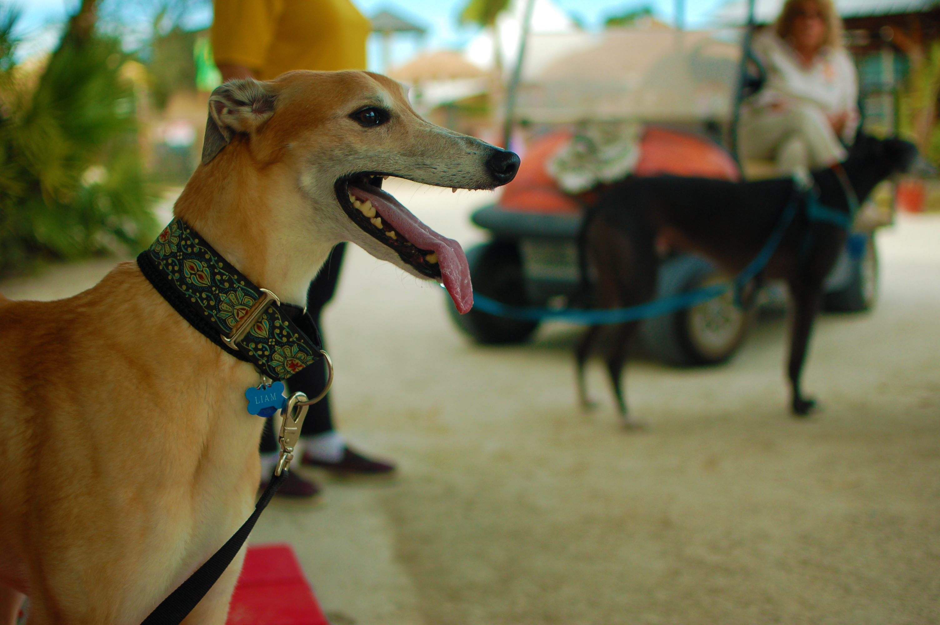 Racing Dog Retirement Project makes adopting greyhounds accessible