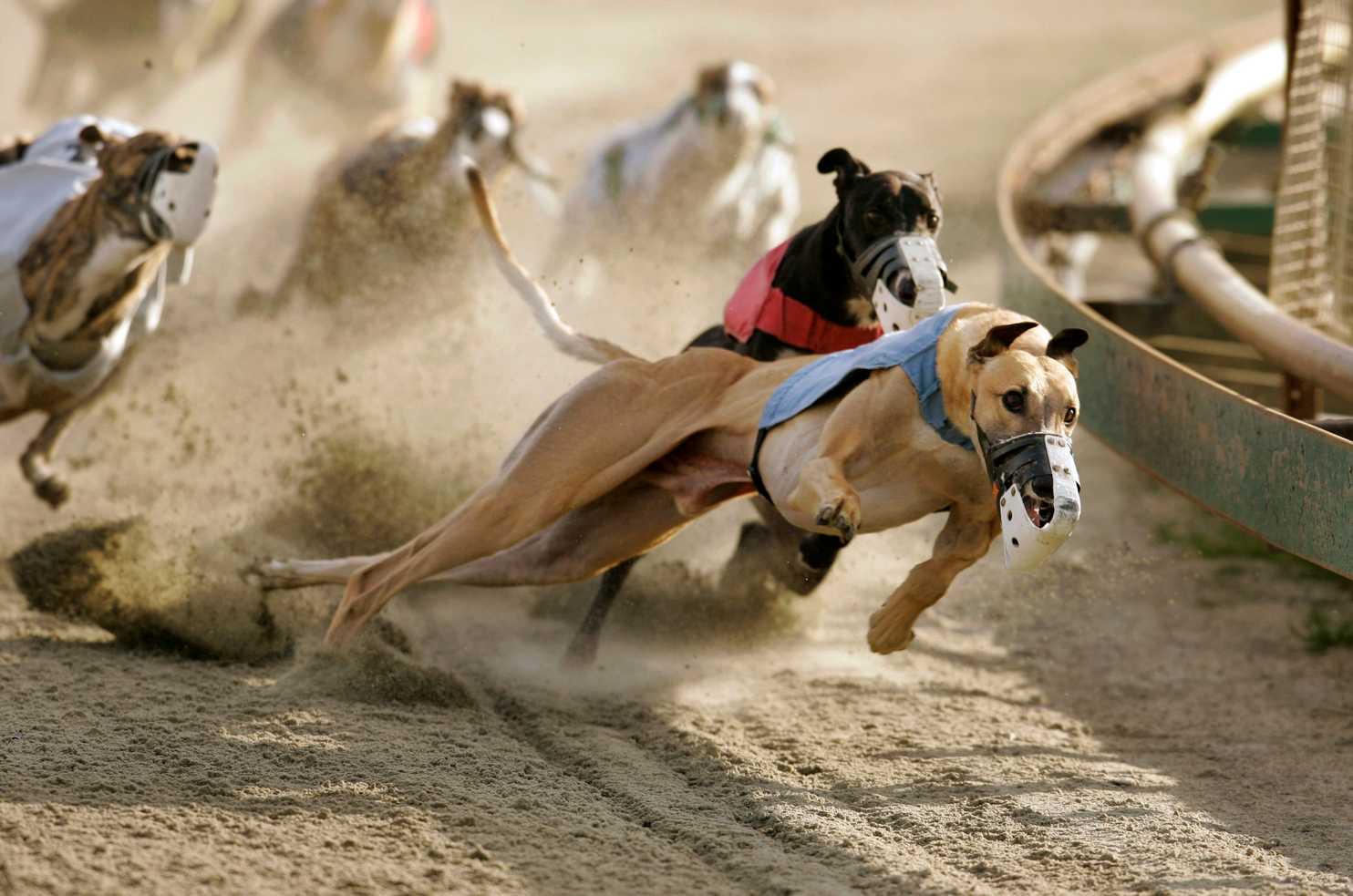 Have gambling and greyhounds run their course? A potential amendment to the Florida constitution