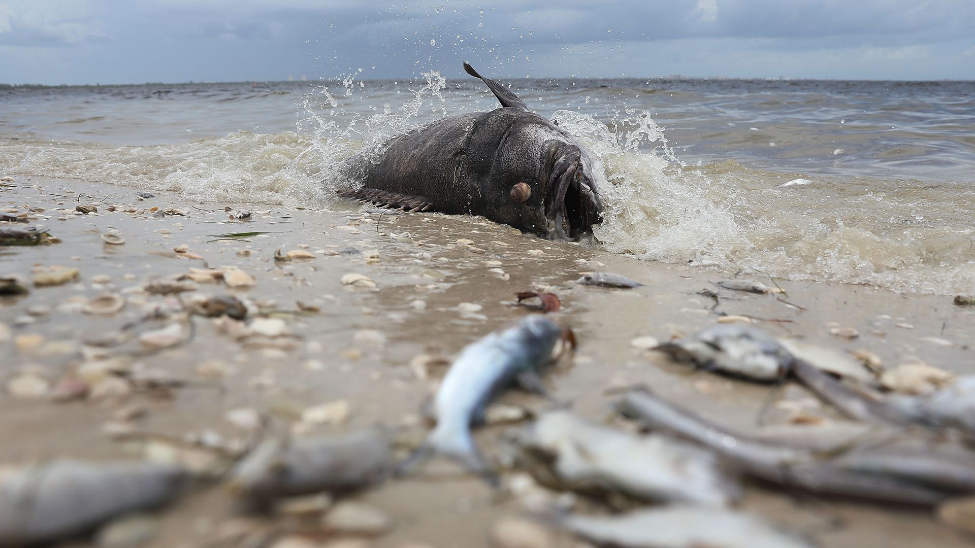 Red Tide Causes Food Insecurity in Sarasota