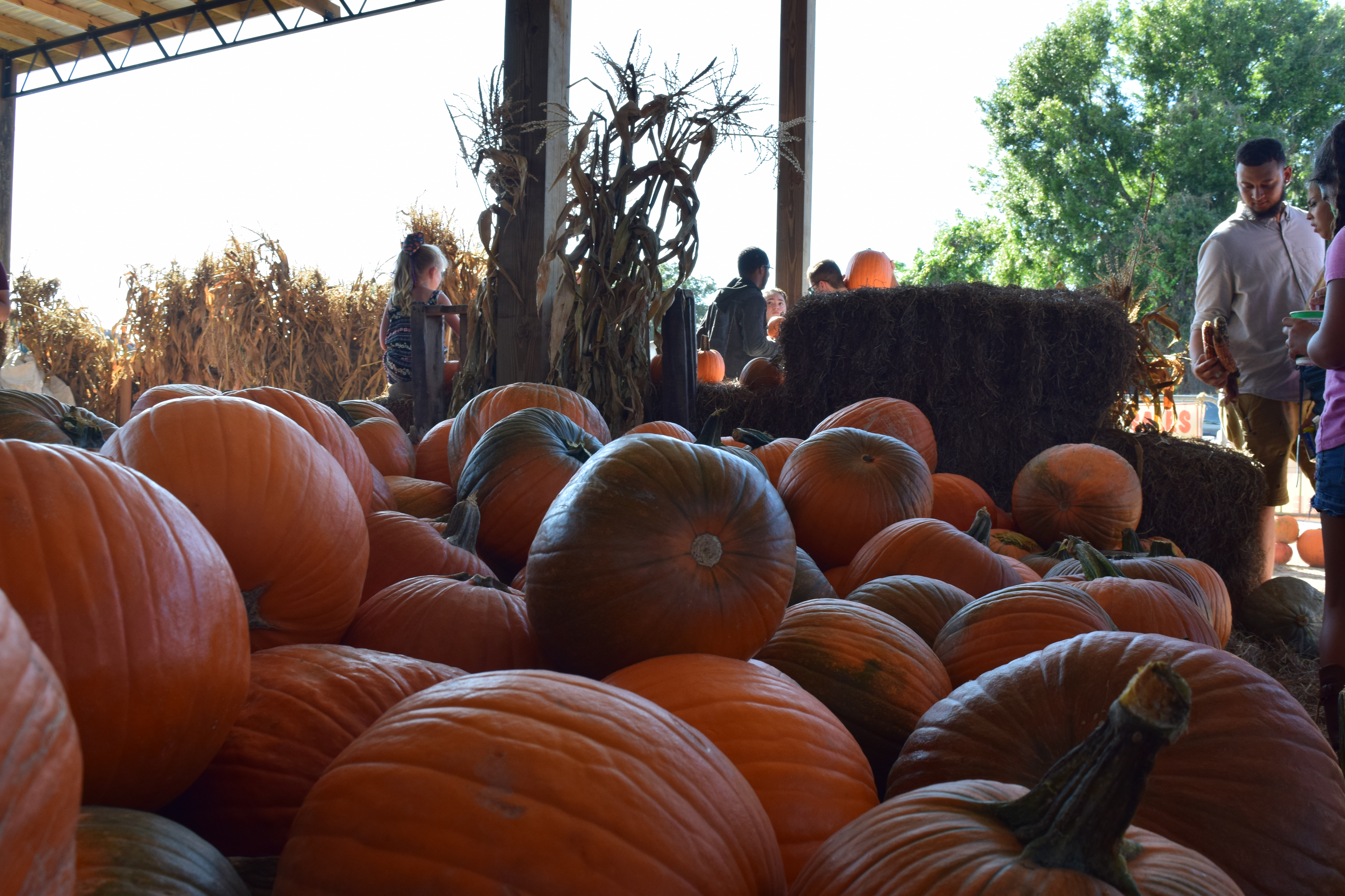 Fruitville Grove Pumpkin Festival brings fall festivities to Sarasota