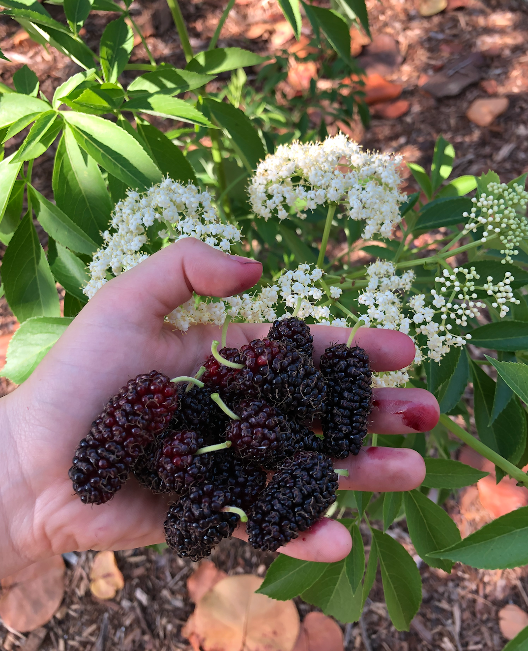 Mulberries are in season at New College!
