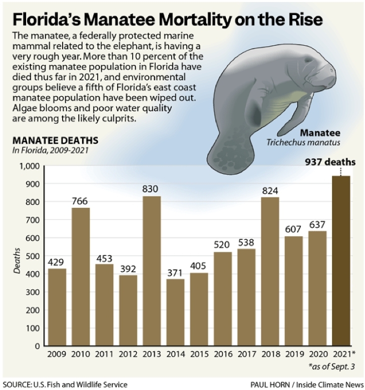Manatees are dying at a record pace, just four years after being delisted from Endangered to Threatened