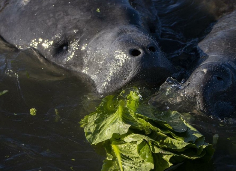 Manatee death tolls continue to rise, experts are racing to feed and keep them warm during winter