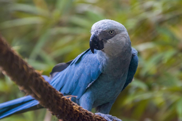 Spix’s Macaws released back into the wild from the brink of extinction