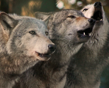 Gray Wolves spotted in Oregon spark hope that the species will make a full comeback