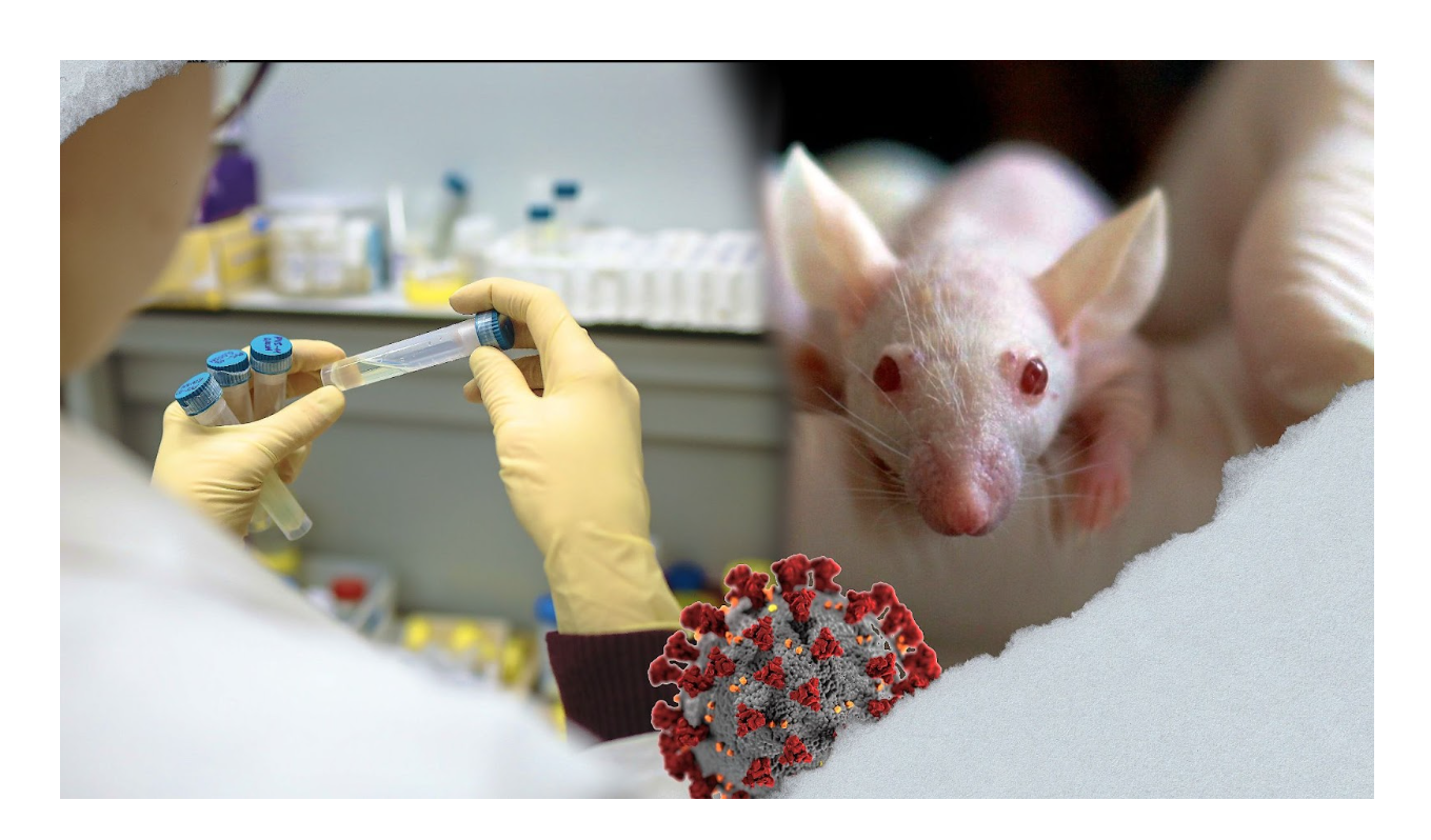 ‘Playing with fire’: Boston biolab creates mixed-strain COVID virus that killed 80% of humanized mice