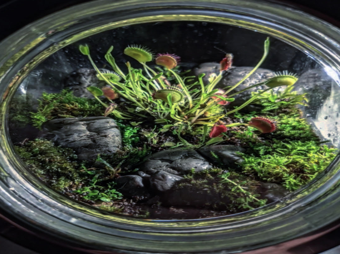 New College chomps down on carnivorous plant research