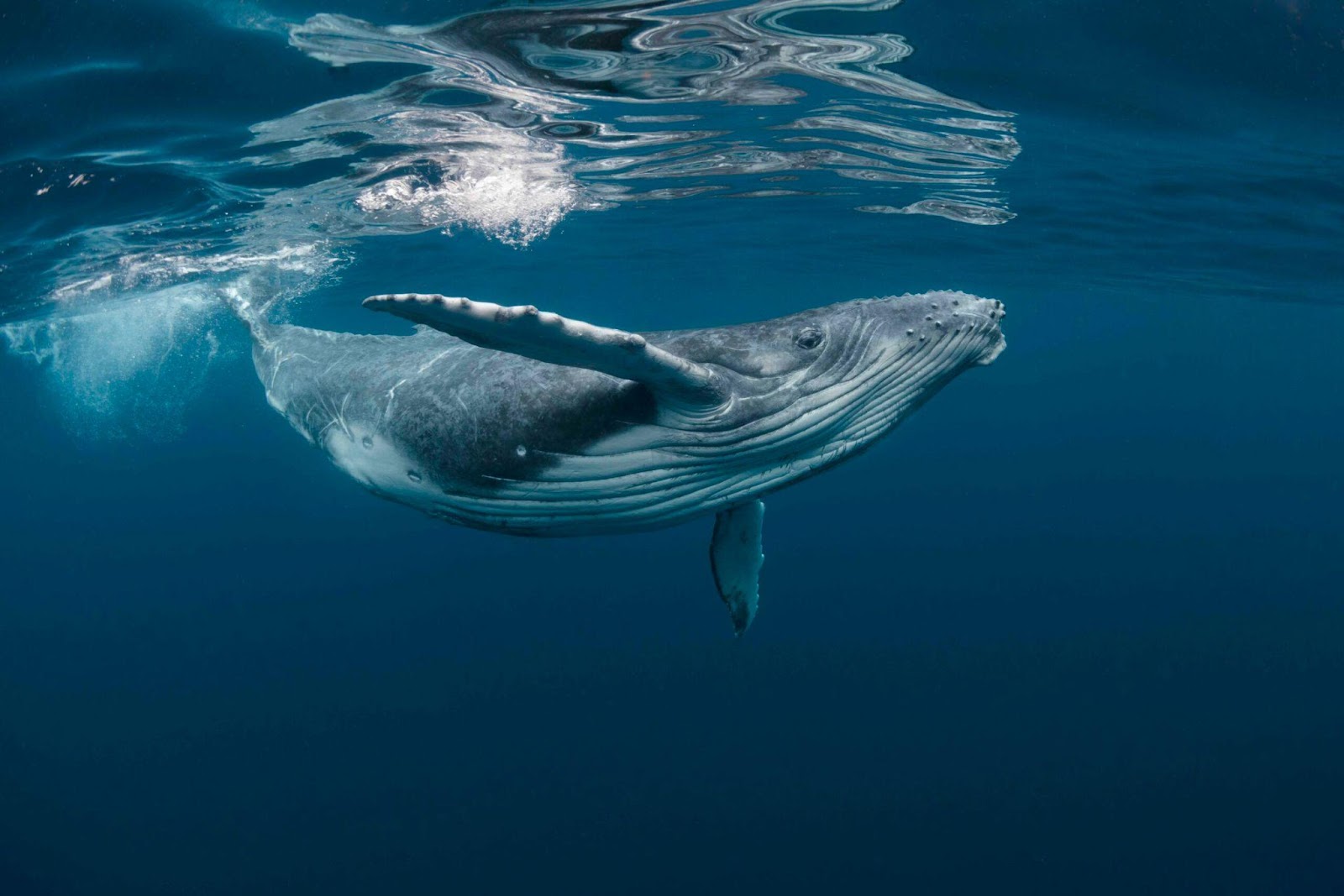 Humpback whales are giving up their songs