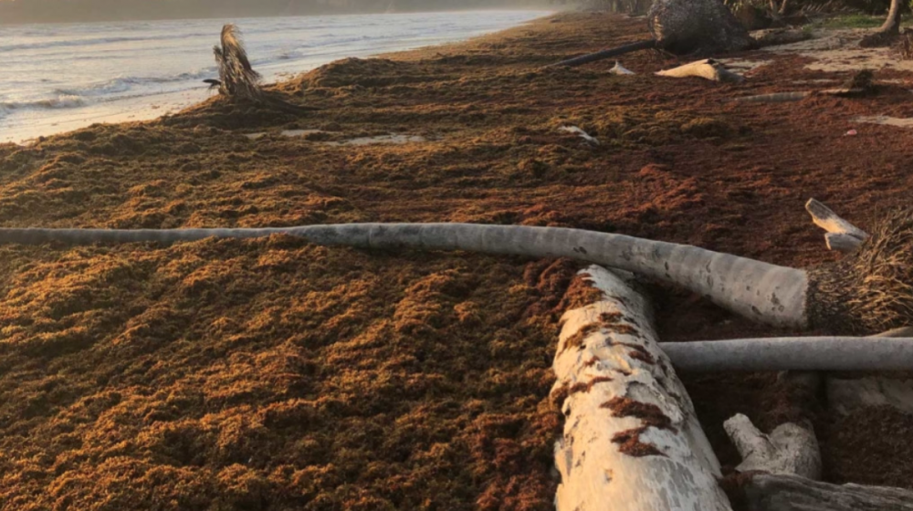 Sargassum spot slams Caribbean beaches what does this mean for Florida