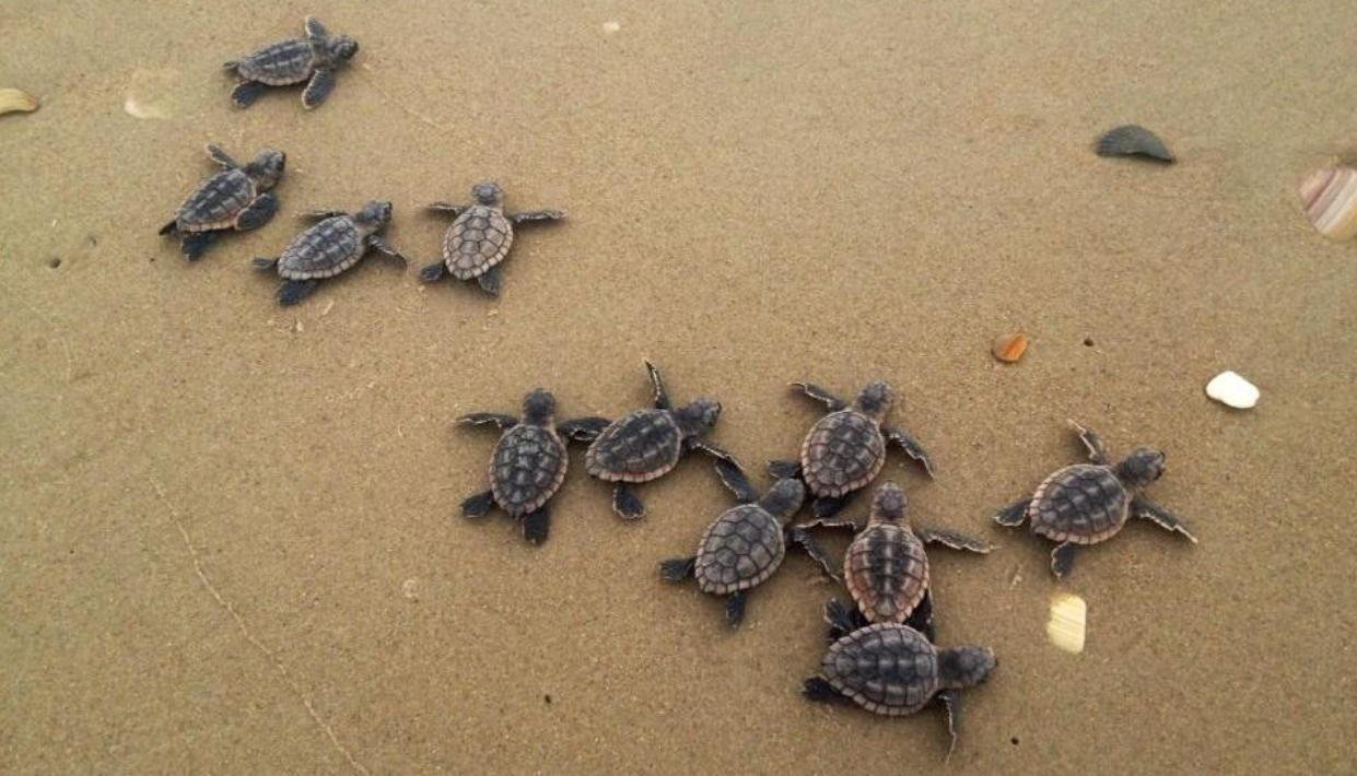 Shell shock: unprecedented increase in sea turtle nests