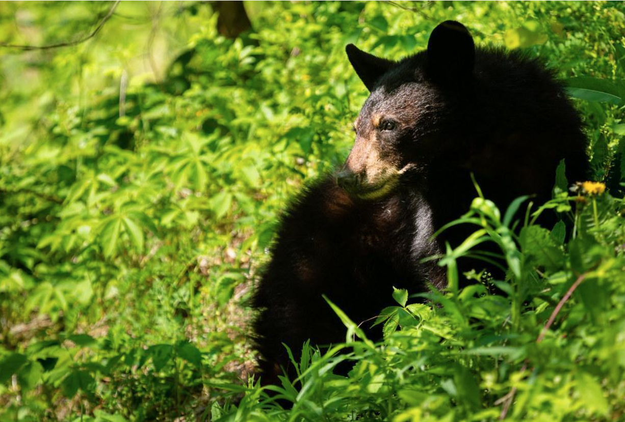 Florida Senate passes bill allowing self-defense killing of black bears